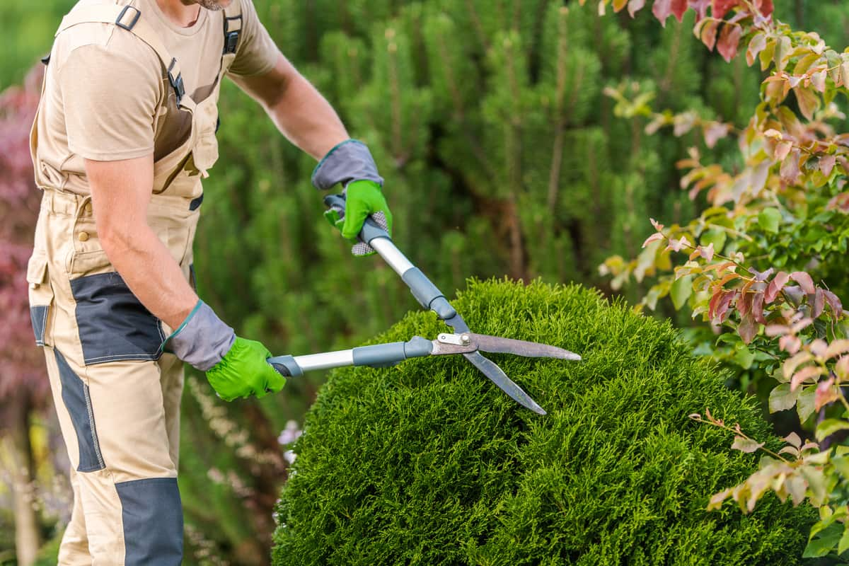 Pruning & Trimming